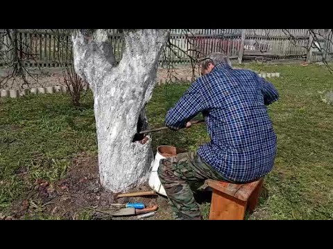 Видео: КАК ЗАДЕЛАТЬ ДУПЛО В ДЕРЕВЕ.ЛЕЧИМ ЯБЛОНЮ.