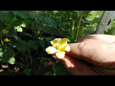 Видео: Выращивание арбузов и дыни в теплице.