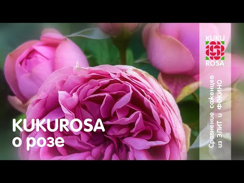 Видео: Кукуроза о розе! 🌹 Распаковка саженцев роз из питомников ЭЛИТ и ФОКИНО