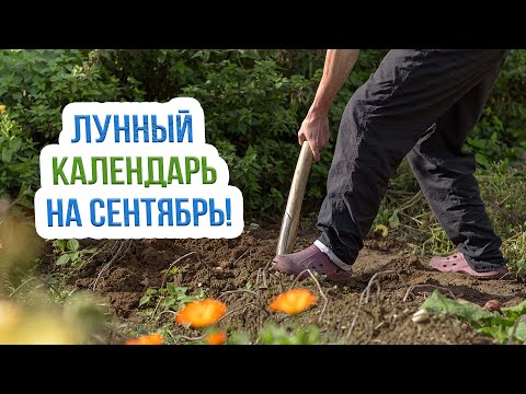 Видео: Благоприятные дни для работ в сентябре 2022. Лунный календарь огородника и садовода
