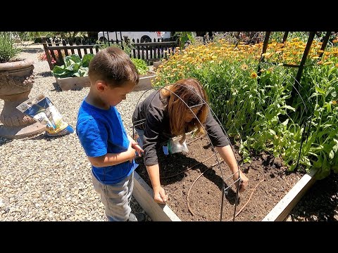 Видео: Высокие грядки: осмотр, сбор урожая, расчистка и посадка новых культур! 😁🌿🧄 // Garden Answer