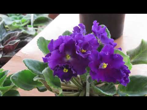 Видео: ОШИБКИ ПРИ ПОЛИВЕ ФИАЛКИ