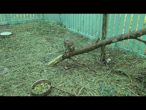 Видео: Много маленьких сов