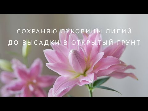 Видео: СОХРАНЯЮ ЛУКОВИЦЫ ЛИЛИЙ ДО ВЫСАДКИ В ОТКРЫЙ ГРУНТ