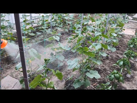 Видео: БАКОВА СУМІШ - ДІЄВА  БОРОТЬБА  ЗІ  ШКІДНИКАМИ  ТА  ХВОРОБАМИ