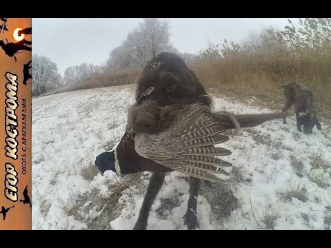 Видео: Охота на фазана и отстрел патронов с новым порохом.