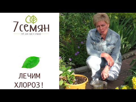 Видео: ЛЕЧИМ ХЛОРОЗ: БЫСТРО И БЕЗОПАСНО!