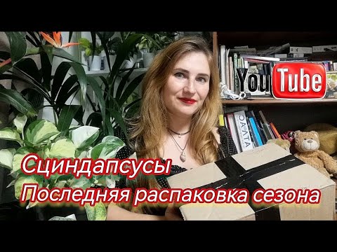 Видео: СЦИНДАПСУСЫ. Моя последняя РАСПАКОВКА сезона! 🌿