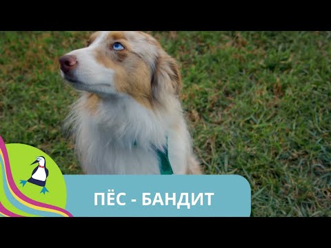 Видео: 👨‍👨‍👧‍👧ХВОСТАТЫЙ ВОР: ОПАСНЫЕ СВЯЗИ ТВОЕГО ЛУЧШЕГО ДРУГА! Пёс  - бандит.  STARMEDIAKIDS.