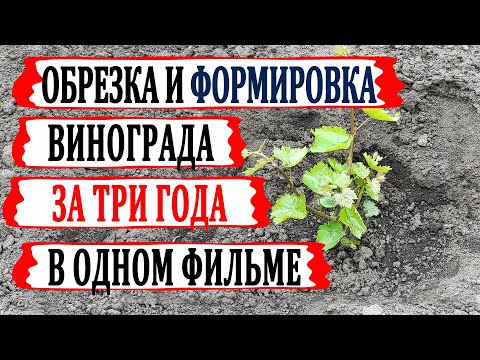 Видео: 🍇 За 10 минут! Как обрезать и формировать виноград в 1й, 2й и 3й годы с объяснениями и комментариями