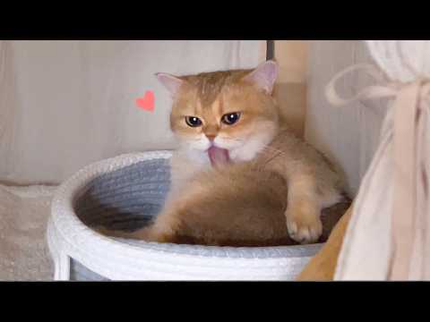 Видео: 1 вещь сделала моего кота САМЫМ СЧАСТЛИВЫМ