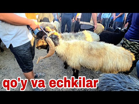 Видео: Romitan qo'rgon mol bozori qo'y va echkilar narxlari июля 2025 г.