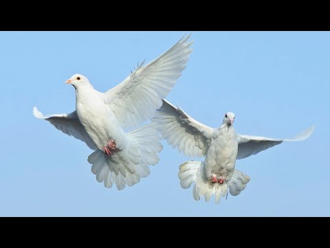 Видео: Қора қамиш КАБУТАР БОЗОРИ