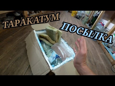 Видео: Таракатум дал икру! Получил посылку с Аквариумной фермы