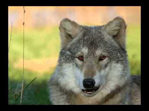 Видео: Ликантропия. Из рук ты волка угощала...