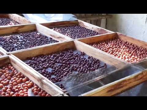 Видео: Сушеная черешня - это вам не изюм, только польза!