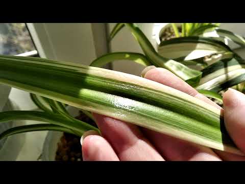 Видео: Про Хлорофитумы, Лечузу, и хлорофитум в лечузе, и др.