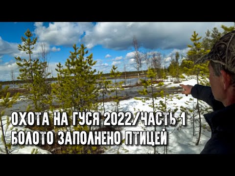 Видео: Охота на гуся 2022. Добрались до болота, а там сотни гусей. Часть 1