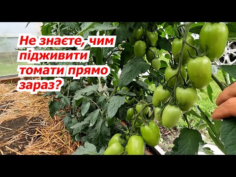 Видео: Чим підживити томати прямо зараз для збільшення врожаю!