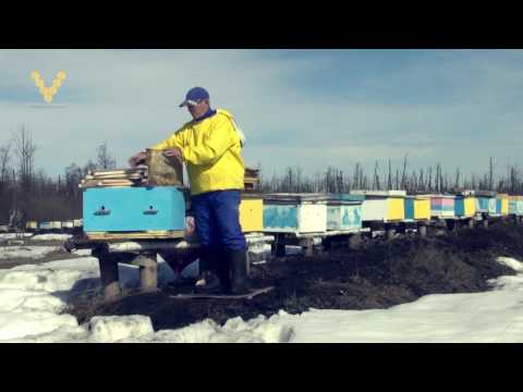 Видео: Как спасти слабые семьи весной