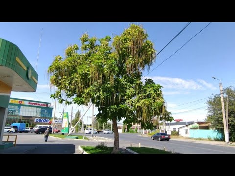 Видео: Тараз,6 сентября 2024 год.Подписывайтесь🙌Помощь каналу:+77755341478