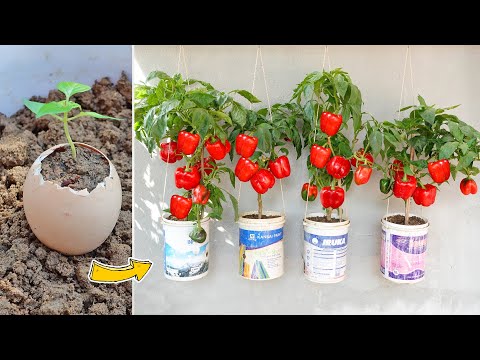 Видео: Выращивание болгарского перца в яичной скорлупе на 1000% успешно для красной ягоды, суперкрупной
