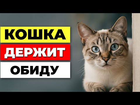 Видео: 7 вещей, которые кошка НИКОГДА не забудет - даже через годы