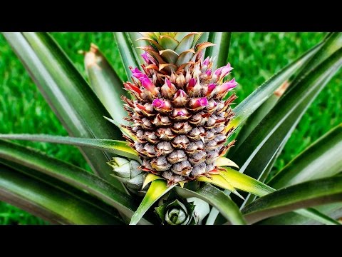Видео: Укоренение и выращивание АНАНАСА у себя дома!