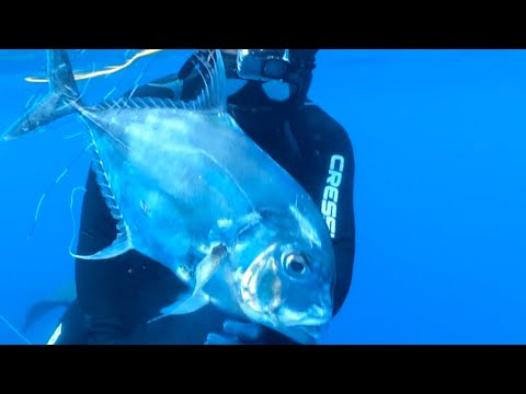 Видео: [No. 28] Совершенно неожиданно! Поймайте огромную рыбу во время фридайвинга!