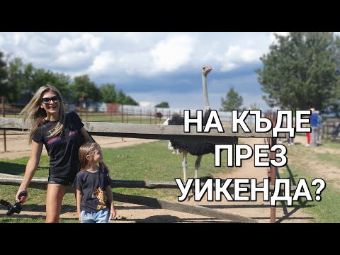 Видео: ФЕРМА ЗА ЩРАУСИ  в Долна Баня // Опознай България // КЪДЕ да отидем през уикенда