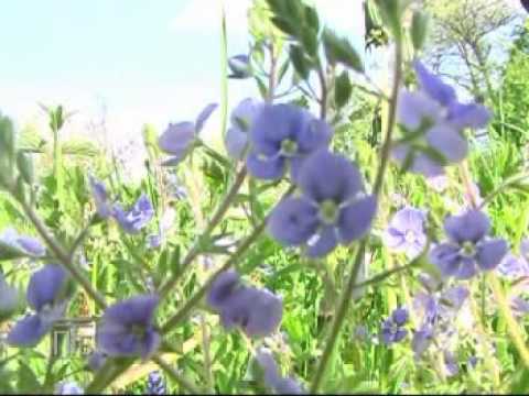 Видео: Лабунь