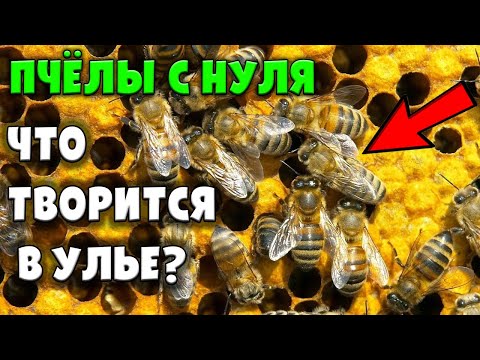 Видео: Осмотр улья, первый укус / Пчеловодство с нуля