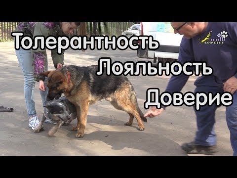 Видео: Немецкая овчарка, работа по контролю поведения, повышение толерантности, социализация