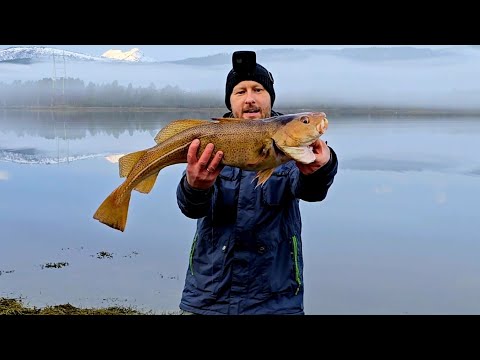 Видео: ПРЕДНОВОГОДНЯЯ РЫБАЛКА!!Удачное окончание года! Рыбалка в Норвегии с берега!  Треска.
