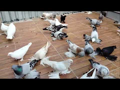 Видео: 19 мая 2025 г.