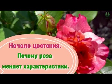 Видео: Начало цветения. Почему роза меняет характеристики. Питомник растений Е. Иващенко