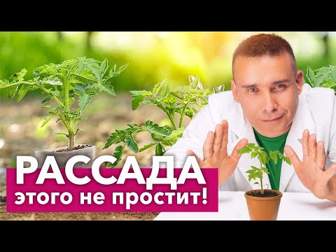 Видео: ОШИБКИ НАЧИНАЮЩИХ ПРИ ВЫРАЩИВАНИИ РАССАДЫ томатов и перцев, из-за которых она вытягивается и болеет