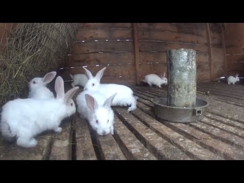 Видео: Переезд кроликов из клетки в вольер.