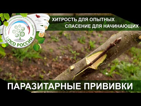 Видео: Лучший способ прививки деревьев для начинающих. Паразитарная прививка деревьев.