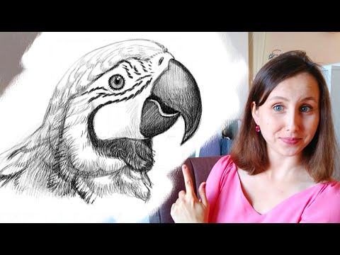 Видео: Как нарисовать попугая карандашом поэтапно для начинающих