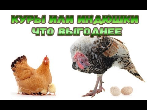 Видео: Птицеводство как бизнес для семьи. Индюки или куры ?! что выгодней держать новичку.