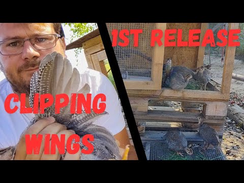 Видео: Как впервые выпустить цесарок и заставить их вернуться домой на насест