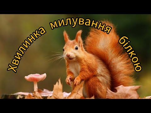 Видео: Хвилинка милування білкою!