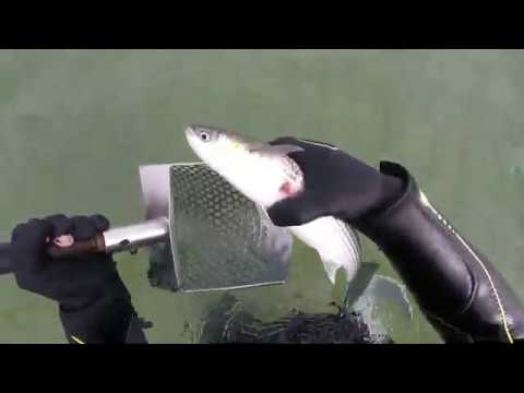 Видео: РЫБА ПРИНЕСЛА ЗОЛОТО. подводный поиск онлайн в ИСПАНИИ.