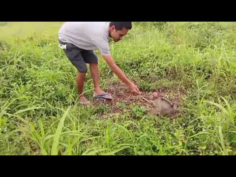 Видео: Ура 🤗 .. Я ПРИГЛАСИЛ ДЖОНИ ПОЛОВИТЬ СВЕРЧКОВ И НЕМЕДЛЕННО ЕГО ПОКОРМИТЬ 🤗