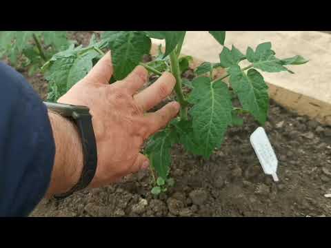 Видео: Пасынкуйте так Детерминантные Помидоры и Карликовые Штамбовые Дварф и Индетерминантные Томаты. Июнь!