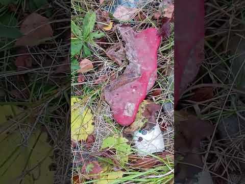 Видео: Протопил заброшенную баньку #баня #лес