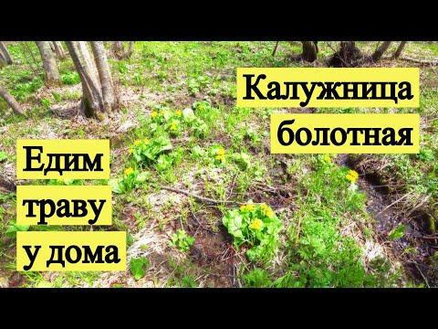 Видео: Едим траву у дома. Калужница болотная