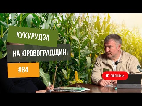 Видео: #84 Кукурудза 🌽 на Кіровоградщині. Сіємо по «нулю» та після рихлення. Початок 🔥