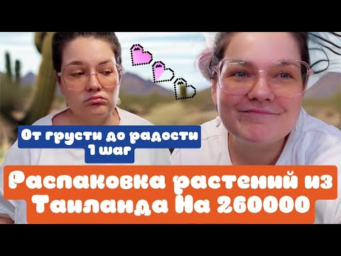 Видео: Распаковка растений из Таиланда. Совместная закупка антуриумов. Аглаонема,  орхидея, алоказия